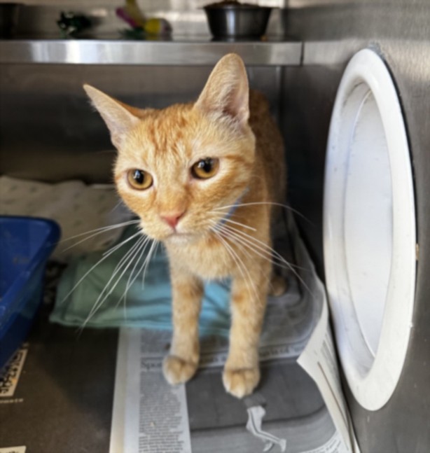 Shelter Stray Female Cat last seen , 1850 W 60th St, Los Angeles, CA 90047, USA