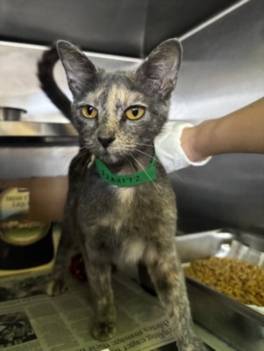 Shelter Stray Female Cat last seen , 1850 W 60th St, Los Angeles, CA 90047, USA