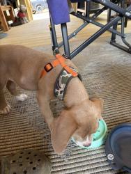 Reunited Male Dog last seen Legion lake road , Bend Rd, GA 30180