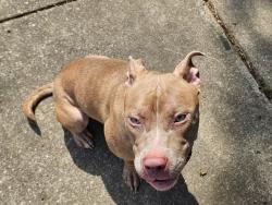 Found/Stray Female Dog last seen Old Farm Lane, Montgomery, AL 36116