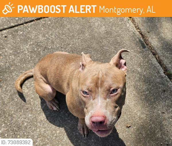 Found/Stray Female Dog last seen Old Farm Lane, Montgomery, AL 36116