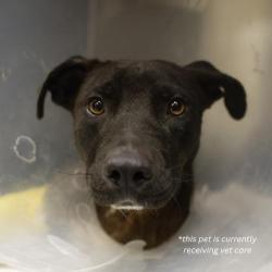 Shelter Stray Male Dog last seen MEADOW VALLEY AND SUN VALLEY, 4710 TX-151, San Antonio, TX 78227, USA