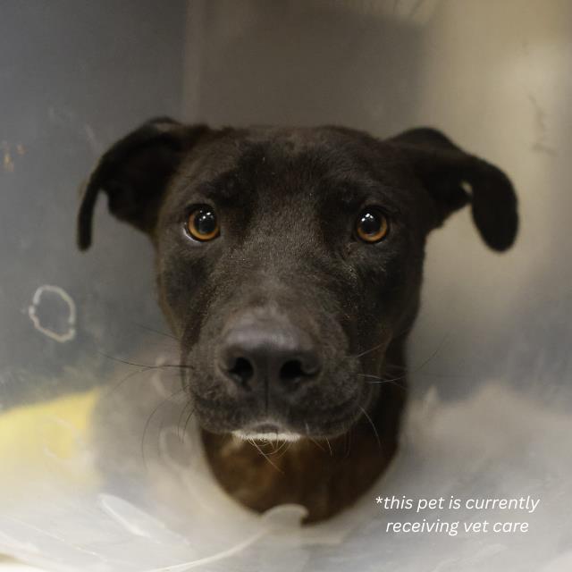 Shelter Stray Male Dog last seen MEADOW VALLEY AND SUN VALLEY, 4710 TX-151, San Antonio, TX 78227, USA