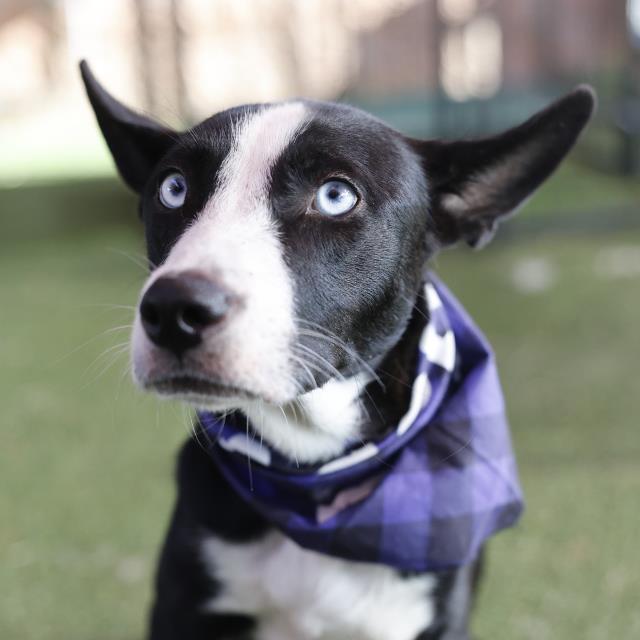 Shelter Stray Female Dog last seen FORT SUMTER, 4710 TX-151, San Antonio, TX 78227, USA