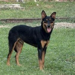 Shelter Stray Male Dog last seen Near BLOCK OF RANGELAND, 4710 TX-151, San Antonio, TX 78227, USA
