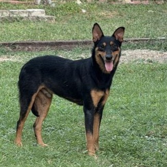 Shelter Stray Male Dog last seen Near BLOCK OF RANGELAND, 4710 TX-151, San Antonio, TX 78227, USA