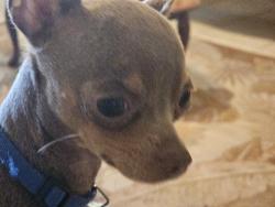 Found/Stray Male Dog last seen Ft Smith, Deltona, FL 32738
