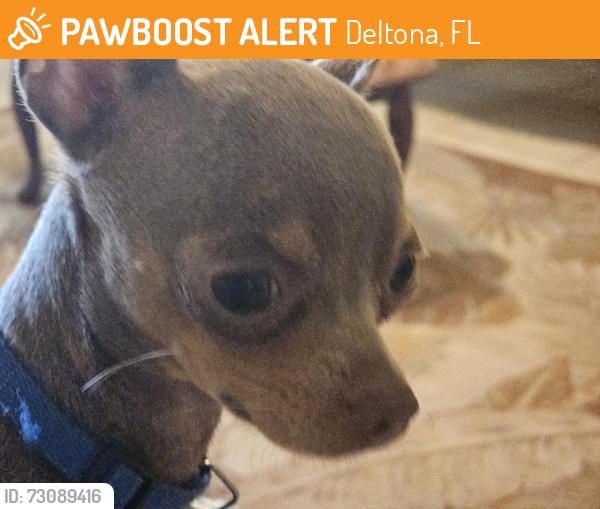 Found/Stray Male Dog last seen Ft Smith, Deltona, FL 32738
