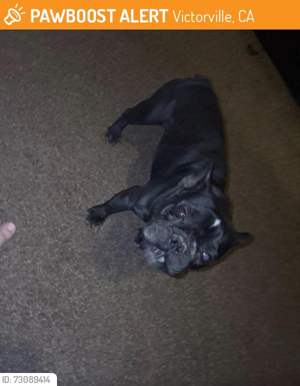 Found/Stray Male Dog last seen Guadalupe st and sunset rd, Victorville, CA 92307
