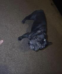 Found/Stray Male Dog last seen Guadalupe st and sunset rd, Victorville, CA 92307