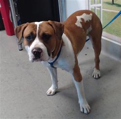Shelter Stray Male Dog last seen GGB TOLL AREA, 1419 Bryant St, San Francisco, CA 94103, USA