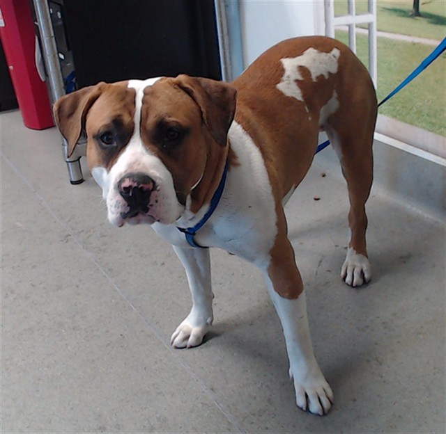Shelter Stray Male Dog last seen GGB TOLL AREA, 1419 Bryant St, San Francisco, CA 94103, USA