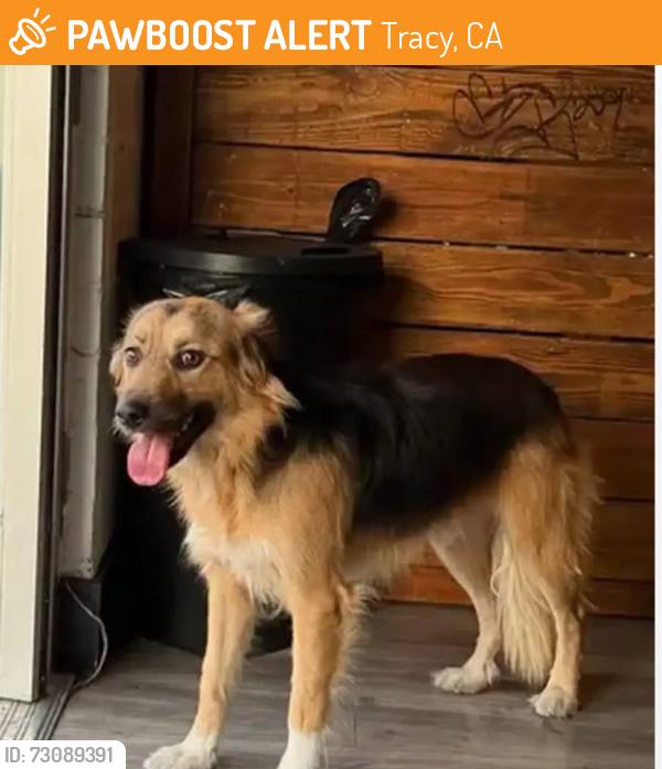 Found/Stray Female Dog last seen Near w Grant line rd Tracy, Ca, Tracy, CA 95376