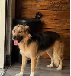 Found/Stray Female Dog last seen Near w Grant line rd Tracy, Ca, Tracy, CA 95376