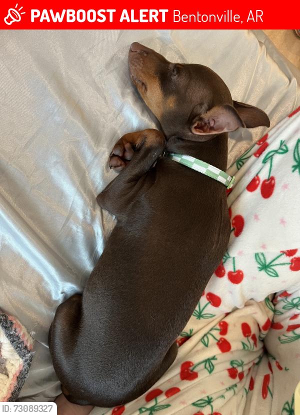 Lost Male Dog last seen Trulo Homes - Near rainbow curve, Bentonville, AR 72712