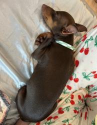 Lost Male Dog last seen Trulo Homes - Near rainbow curve, Bentonville, AR 72712