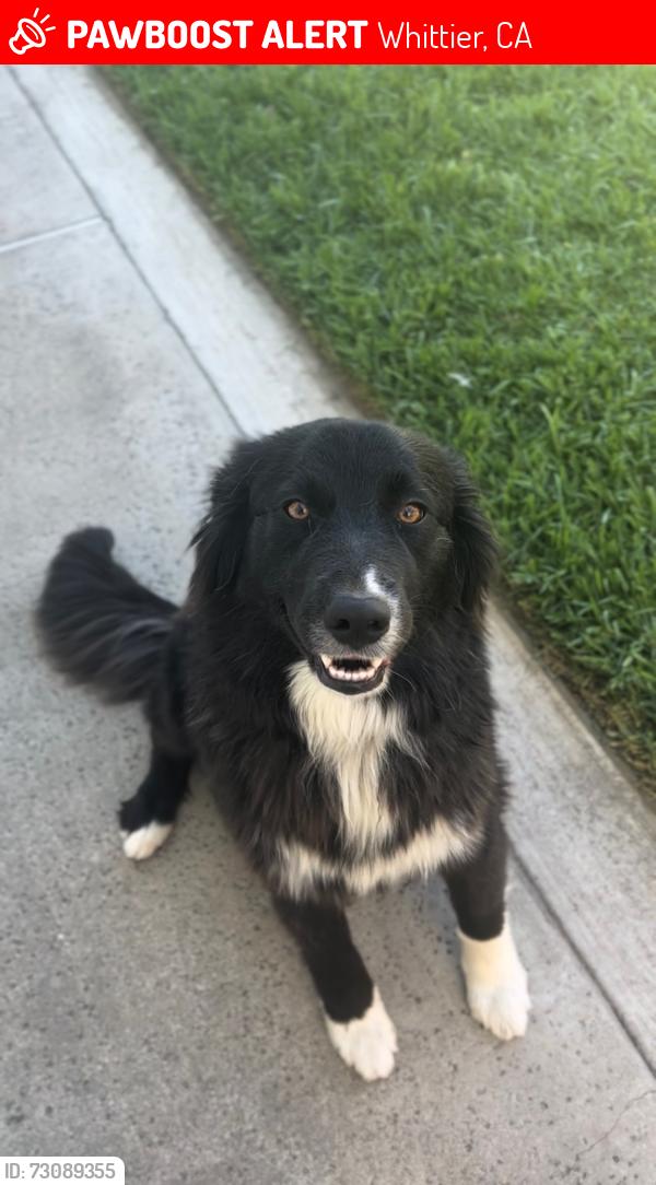 Lost Female Dog last seen Andrew school, Whittier, CA 90601