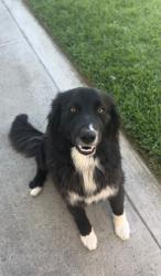 Lost Female Dog last seen Andrew school, Whittier, CA 90601