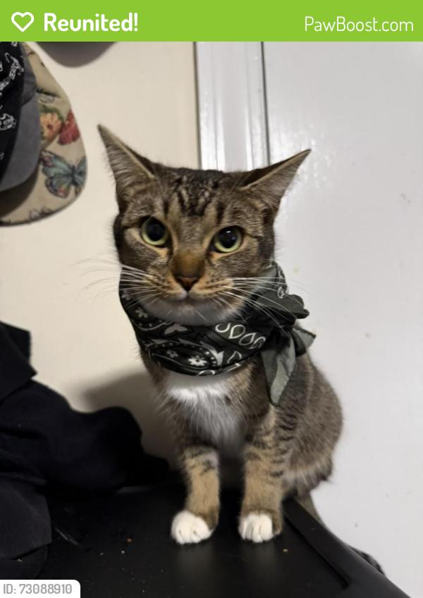 Reunited Female Cat last seen By Art Center on West Weatherspoon Street, Sanford, NC 27330
