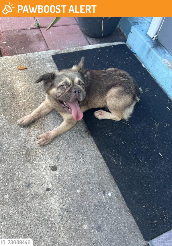 Found/Stray Female Dog last seen TOT park, North Lauderdale, FL 33068
