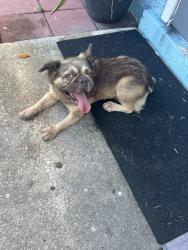Found/Stray Female Dog last seen TOT park, North Lauderdale, FL 33068