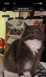 Reunited Male Cat last seen Lakefront Drive in Seaside Plantation S/D, Charleston, SC 29412