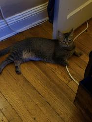 Lost Female Cat last seen Ollinville Ave, The Bronx, NY 10467