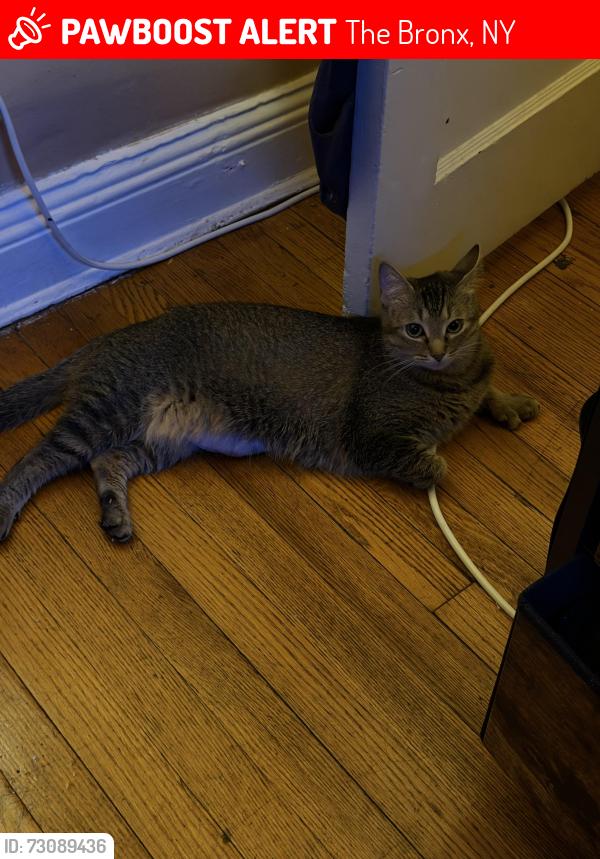 Lost Female Cat last seen Ollinville Ave, The Bronx, NY 10467