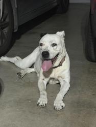 Found/Stray Female Dog last seen Johnson Ranch, Bulverde, TX 78163