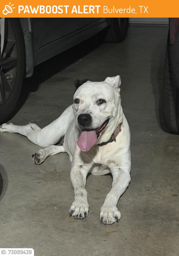 Found/Stray Female Dog last seen Johnson Ranch, Bulverde, TX 78163