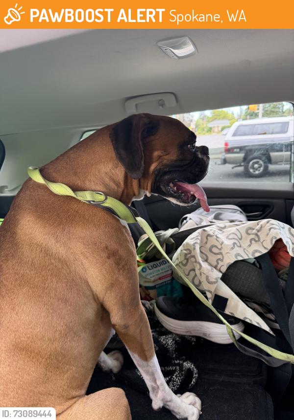 Found/Stray Male Dog last seen Maple and rowan, Spokane, WA 99205