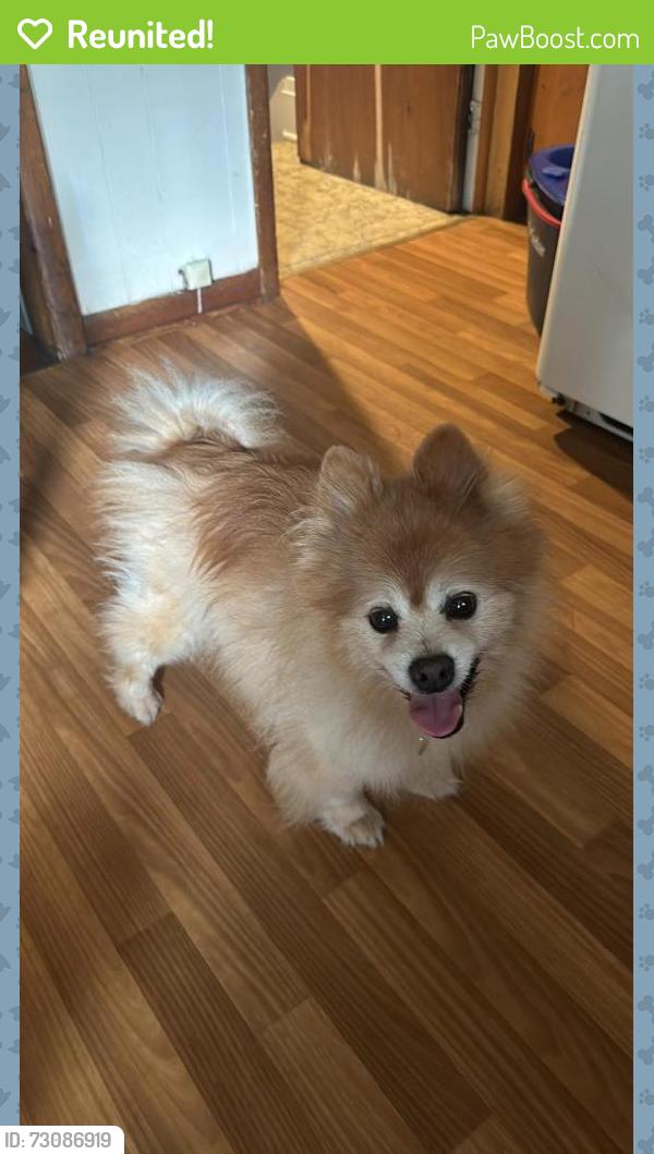 Reunited Male Dog last seen Near Sw 132nd st Ocala Fl 34473, Ocala, FL 34473