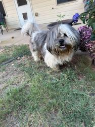 Found/Stray Male Dog last seen Mundy Mill Neighborhood, Oakwood, GA 30566