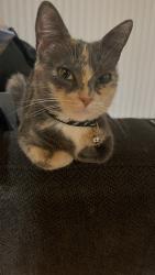 Lost Female Cat last seen Near N Riverside Ave apmt Complex, Rialto, CA 92376