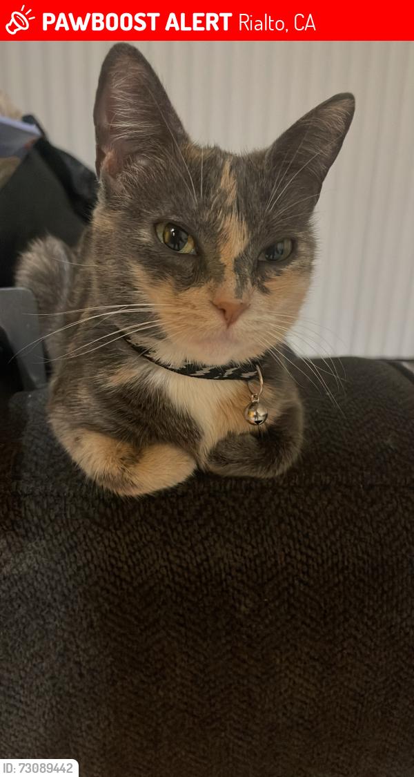 Lost Female Cat last seen Near N Riverside Ave apmt Complex, Rialto, CA 92376