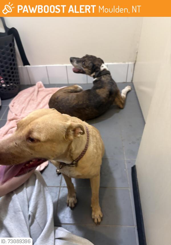 Found/Stray Female Dog last seen Near Gumnut Way Moulden, Moulden, NT 0830