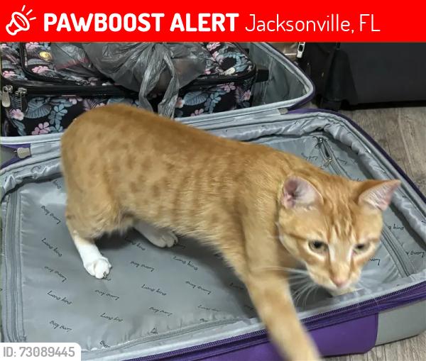 Lost Male Cat last seen Pine Crossing, Jacksonville, FL 32259