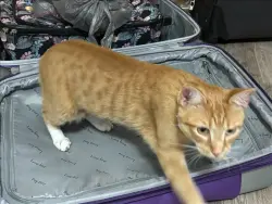 Lost Male Cat last seen Pine Crossing, Jacksonville, FL 32259