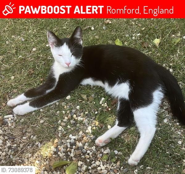 Lost Male Cat last seen Spring Gardens, London Road, , Romford, England 