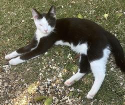 Lost Male Cat last seen Spring Gardens, London Road, , Romford, England 