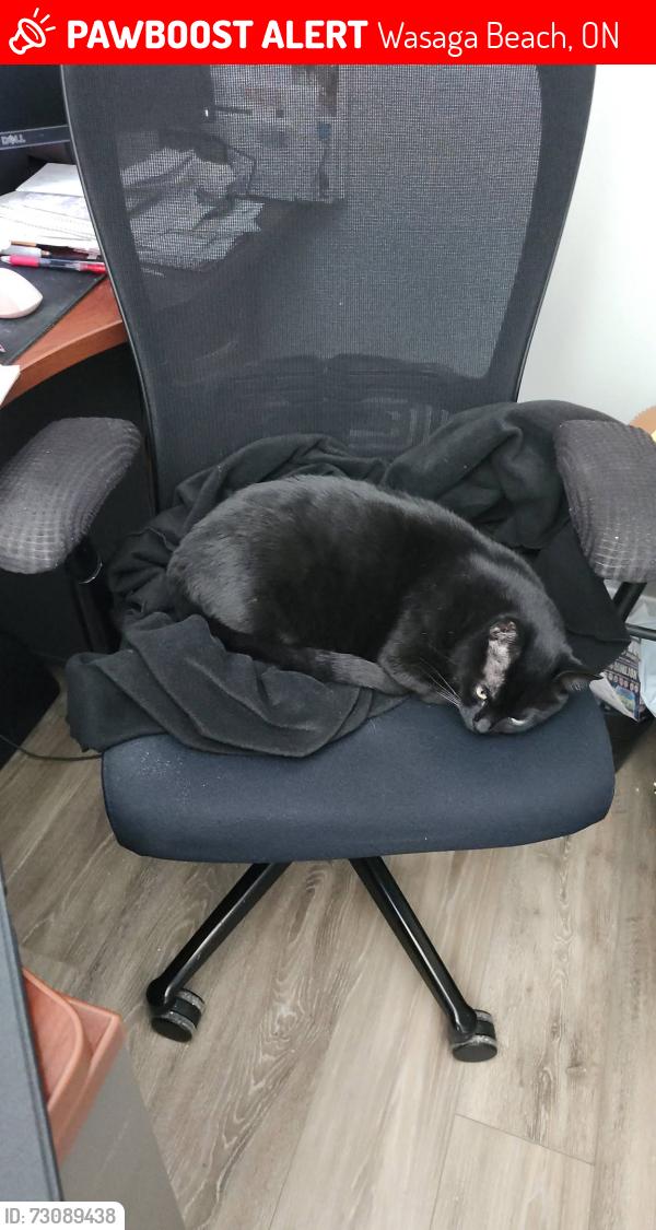 Lost Male Cat last seen Mosley & 55th st south, Wasaga Beach, ON 