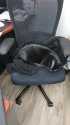 Lost Male Cat last seen Mosley & 55th st south, Wasaga Beach, ON 