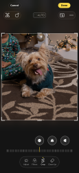 Lost Male Dog last seen By Burger King, Lillington, NC 27546
