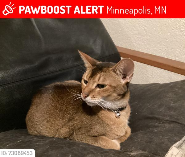 Lost Female Cat last seen Near th, Minneapolis, MN 55419