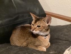 Lost Female Cat last seen Near th, Minneapolis, MN 55419