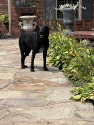 Reunited Unknown Dog last seen Middlesettlements Elementary, Maryville, TN 37801