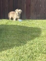 Reunited Unknown Dog last seen Turquise, Corona, CA 92882