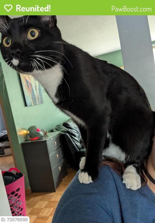 Reunited Male Cat last seen Near th, 97 th, Edmonton, AB T5G