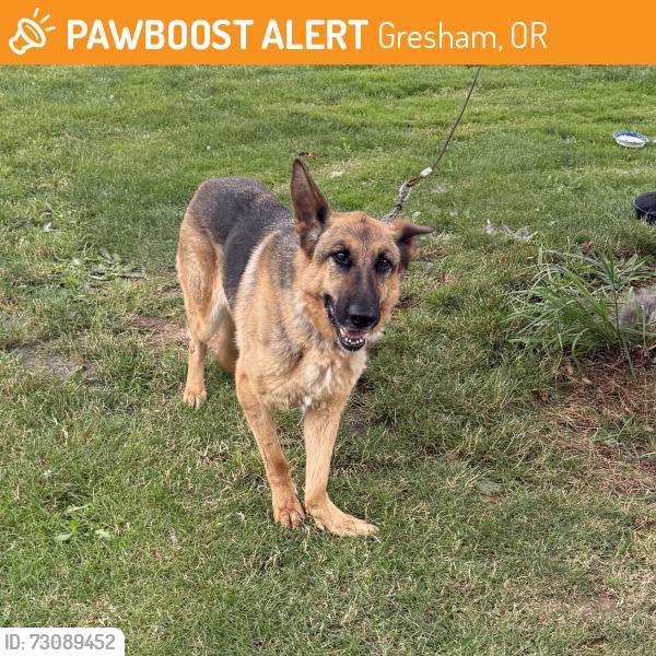Found/Stray Female Dog last seen Southeast Chase Rd, Gresham, OR 97080