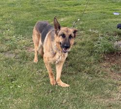 Found/Stray Female Dog last seen Southeast Chase Rd, Gresham, OR 97080